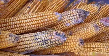 食品易發(fā)霉嗎？你可以這樣做！