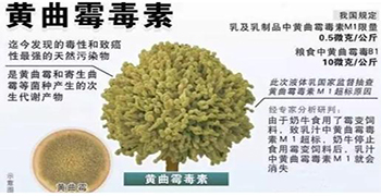 真菌毒素有哪些？
