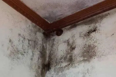 墻面發(fā)霉怎么處理？教你一招自己在家就能解決