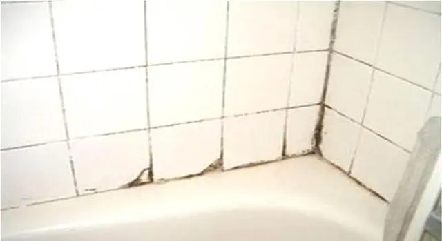 瓷磚長霉.webp.jpg